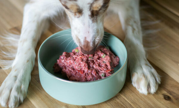Dieta natural para perros ingredientes frescos