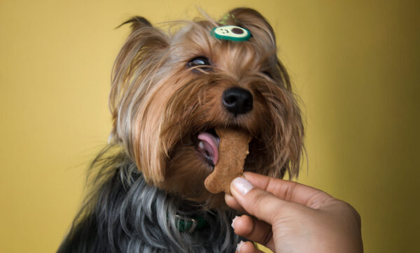 snacks saludables para mascotas Food Pets