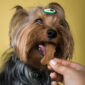 snacks saludables para mascotas Food Pets