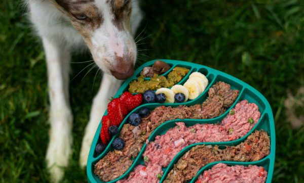 Microbiota de los perros ilustración intestinal